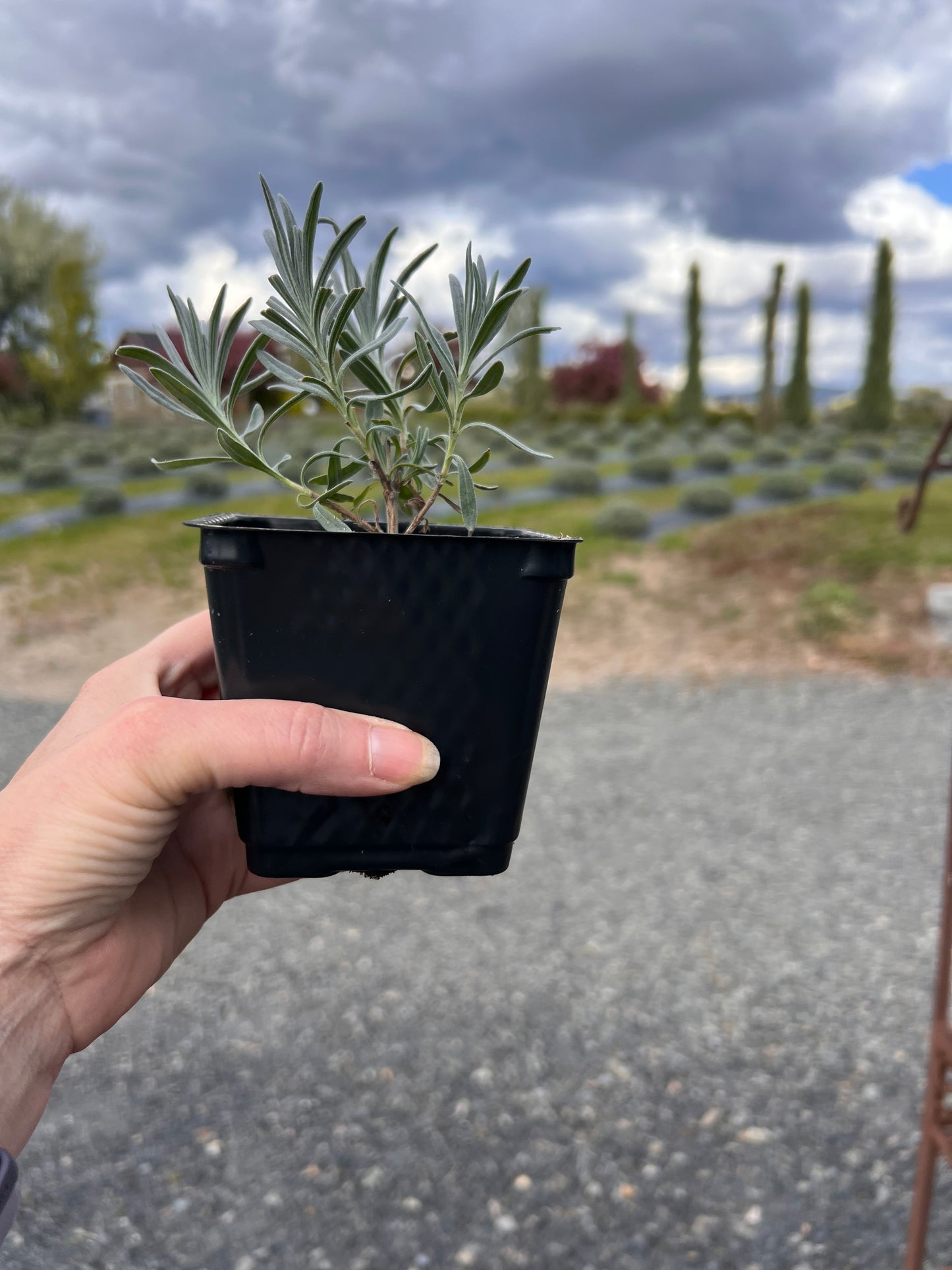 'Edelweiss' Lavendin White Lavender (Lavendula) Local Pick up only.