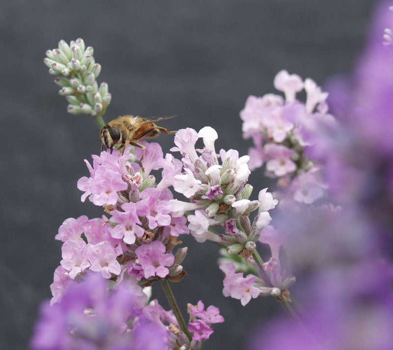 Lavendula Angustifolia Melissa Local Pick Up Only
