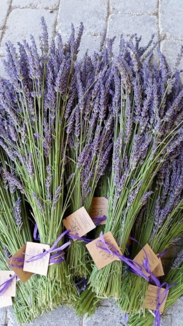 Lavandula Intermedia Grosso aka Lavandin Grosso Local Pick Up Only