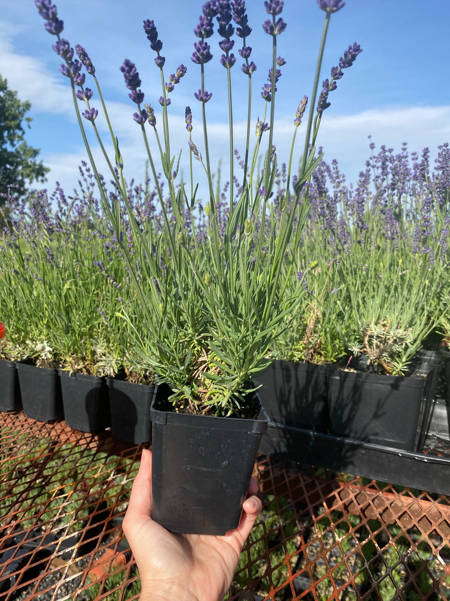 Lavandula angustifolia ‘Purple Bouquet’ Local Pick Up Only