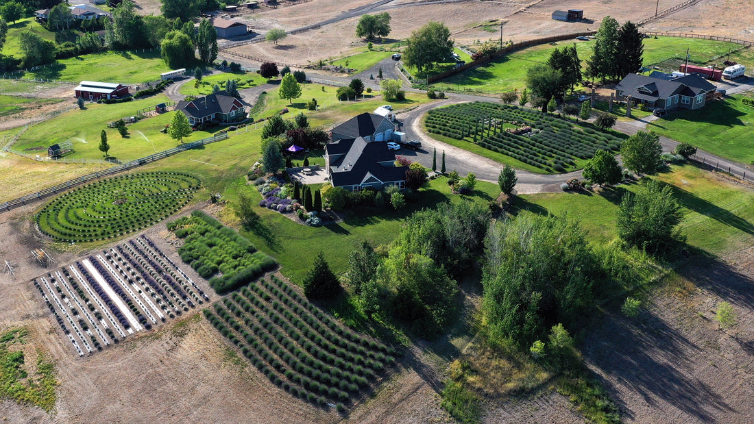  Ariel View og Selah Ridge Lavender Farm 2020