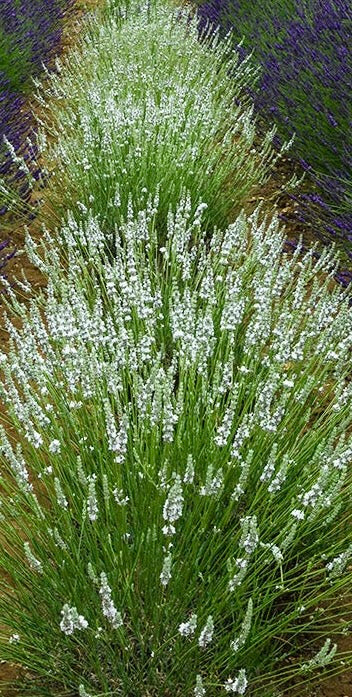 'Edelweiss'  Lavendin White Lavender (Lavendula) Local Pick up only.