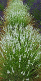 'Edelweiss'  Lavendin White Lavender (Lavendula)