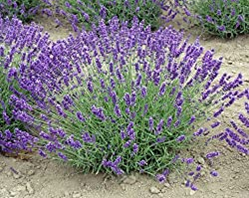 Lavandula angustifolia 'Royal Velvet'  3.5" container
