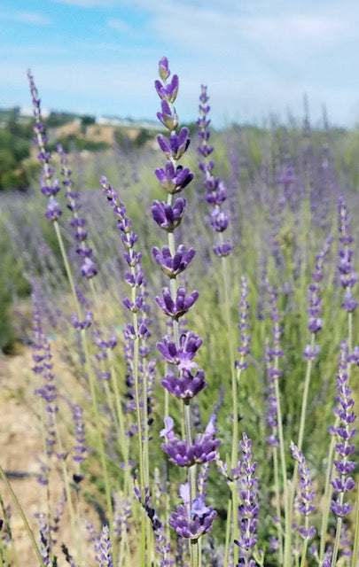Gros Bleu (Lavandula x intermedia "gros bleu"aka  Lavandin) Local Pick Up Only